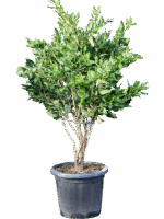 Ligustrum Japonicum Texanum D 40 H 120 cm - PlantenShop24 - 13-05-2025