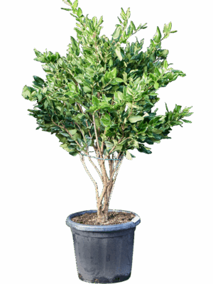 Ligustrum Japonicum Texanum D 40 H 120 cm - PlantenShop24 - 13-05-2025