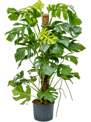 Monstera Deliciosa D 25 H 130 cm - PlantenShop24 - 16-05-2025