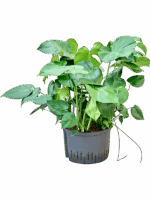 Monstera Deliciosa D 28 H 80 cm - PlantenShop24 - 06-05-2025