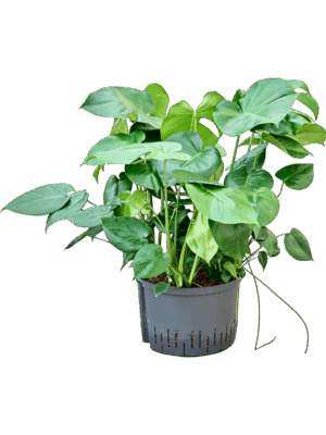 Monstera Deliciosa D 28 H 80 cm - PlantenShop24 - 20-06-2025