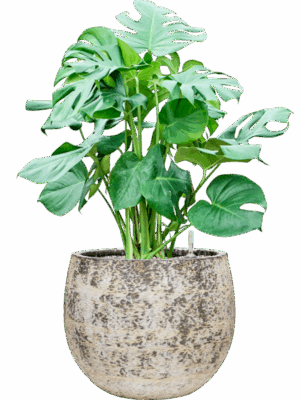 Monstera Deliciosa In Baq Atlas D 30 H 92 cm - PlantenShop24 - 19-05-2025