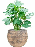 Monstera Deliciosa In Baq Atlas D 30 H 92 cm - PlantenShop24 - 19-05-2025