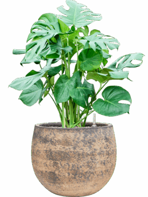 Monstera Deliciosa In Baq Atlas D 30 H 92 cm - PlantenShop24 - 19-05-2025