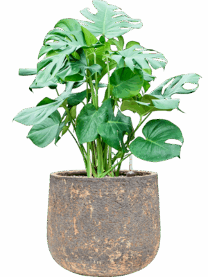 Monstera Deliciosa In Baq Atlas D 30 H 93 cm - PlantenShop24 - 26-05-2025