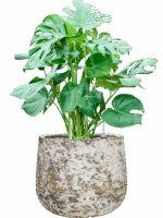 Monstera Deliciosa In Baq Atlas D 30 H 93 cm - PlantenShop24 - 26-05-2025