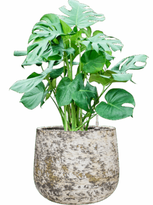 Monstera Deliciosa In Baq Atlas D 30 H 93 cm - PlantenShop24 - 26-05-2025
