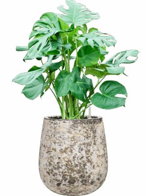 Monstera Deliciosa In Baq Atlas D 30 H 97 cm - PlantenShop24 - 19-05-2025