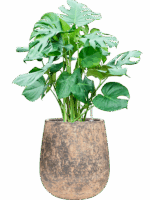 Monstera Deliciosa In Baq Atlas D 30 H 97 cm - PlantenShop24 - 19-05-2025