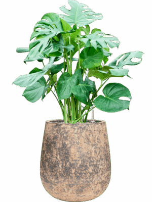 Monstera Deliciosa In Baq Atlas D 30 H 97 cm - PlantenShop24 - 19-05-2025