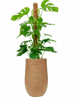 Monstera Deliciosa In Baq Dune D 24 H 141 cm - PlantenShop24 - 14-05-2025
