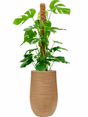 Monstera Deliciosa In Baq Dune D 24 H 141 cm - PlantenShop24 - 14-05-2025