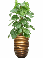 Monstera Deliciosa In Baq Gradient Lee D 22 H 146 cm - PlantenShop24 - 30-04-2025