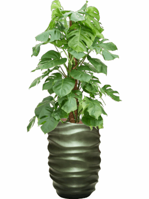 Monstera Deliciosa In Baq Gradient Lee D 22 H 146 cm - PlantenShop24 - 30-04-2025