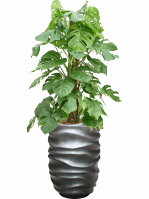 Monstera Deliciosa In Baq Gradient Lee D 22 H 146 cm - PlantenShop24 - 30-04-2025