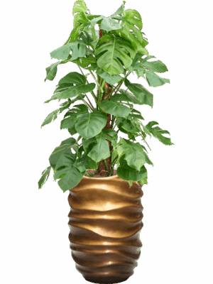 Monstera Deliciosa In Baq Gradient Lee D 22 H 146 cm - PlantenShop24 - 30-05-2025
