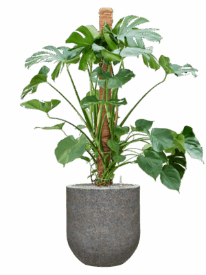 Monstera Deliciosa In Baq Naturescast D 30 H 155 cm - PlantenShop24 - 26-05-2025