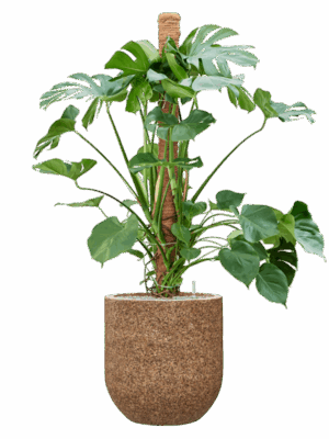 Monstera Deliciosa In Baq Naturescast D 30 H 155 cm - PlantenShop24 - 26-05-2025
