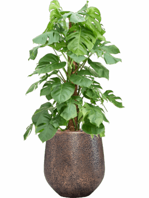 Monstera Deliciosa In Baq Opus Hit D 22 H 137 cm - PlantenShop24 - 30-04-2025