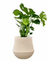 Monstera Deliciosa In Baq Polystone Coated Plain D 21 H 82 cm - PlantenShop24 - 12-05-2025