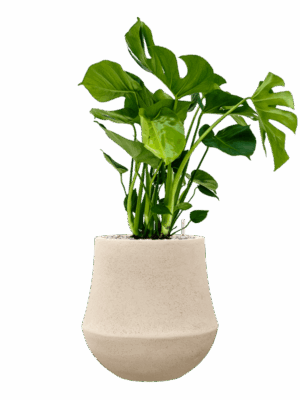 Monstera Deliciosa In Baq Polystone Coated Plain D 21 H 82 cm - PlantenShop24 - 12-05-2025