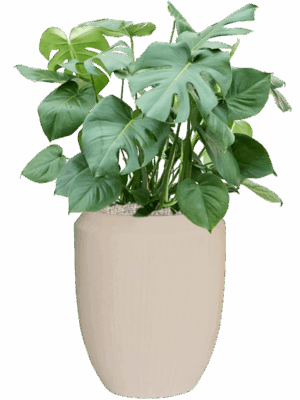 Monstera Deliciosa In Baq Polystone Coated Plain D 27 H 109 cm - PlantenShop24 - 27-05-2025