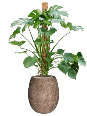 Monstera Deliciosa In Baq Polystone Coated Plain D 30 H 158 cm - PlantenShop24 - 26-05-2025