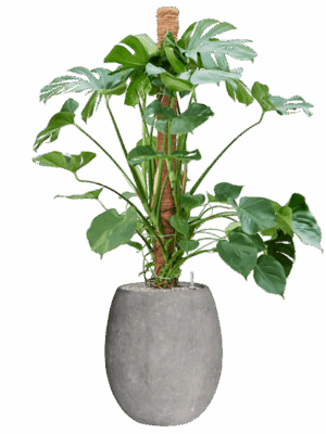 Monstera Deliciosa In Baq Polystone Coated Plain D 30 H 159 cm - PlantenShop24 - 26-05-2025