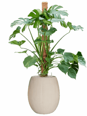 Monstera Deliciosa In Baq Polystone Coated Plain D 30 H 159 cm - PlantenShop24 - 26-05-2025