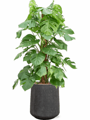 Monstera Deliciosa In Baq Raindrop D 22 H 130 cm - PlantenShop24 - 30-04-2025