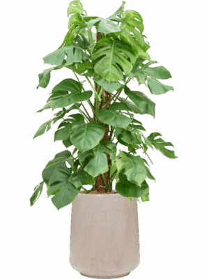 Monstera Deliciosa In Baq Raindrop D 22 H 131 cm - PlantenShop24 - 30-04-2025