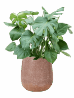 Monstera Deliciosa In Baq Terrazzo D 27 H 96 cm - PlantenShop24 - 27-05-2025