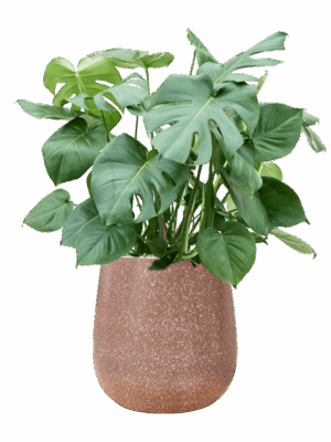 Monstera Deliciosa In Baq Terrazzo D 27 H 96 cm - PlantenShop24 - 27-05-2025