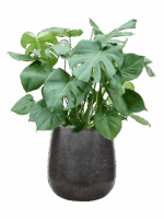 Monstera Deliciosa In Baq Terrazzo D 27 H 96 cm - PlantenShop24 - 27-05-2025