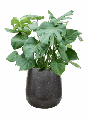 Monstera Deliciosa In Baq Terrazzo D 27 H 96 cm - PlantenShop24 - 27-05-2025