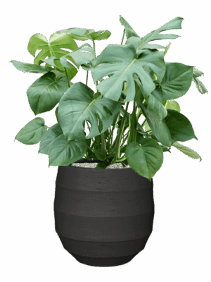 Monstera Deliciosa In Bordo D 27 H 97 cm - PlantenShop24 - 27-05-2025