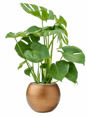 Monstera Deliciosa In Capi Lux Retro D 19 H 94 cm - PlantenShop24 - 15-05-2025