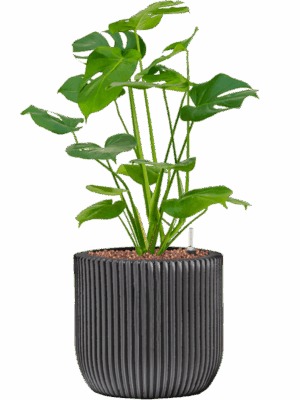 Monstera Deliciosa In Capi Nature Groove D 15 H 56 cm - PlantenShop24 - 09-05-2025
