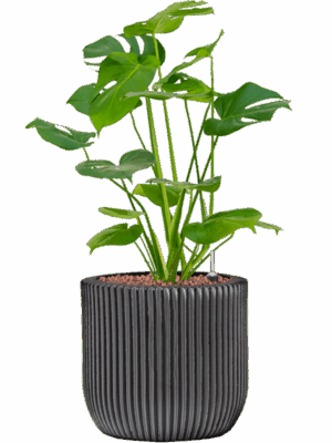 Monstera Deliciosa In Capi Nature Groove D 15 H 56 cm - PlantenShop24 - 09-05-2025