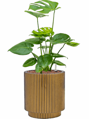 Monstera Deliciosa In Capi Nature Groove D 18 H 62 cm - PlantenShop24 - 08-05-2025