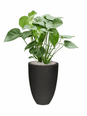 Monstera Deliciosa In Capi Urban Smooth NL D 24 H 100 cm - PlantenShop24 - 08-05-2025