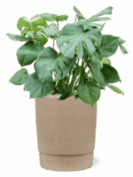 Monstera Deliciosa In Chao D 27 H 93 cm - PlantenShop24 - 27-05-2025