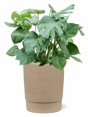 Monstera Deliciosa In Chao D 27 H 93 cm - PlantenShop24 - 27-05-2025