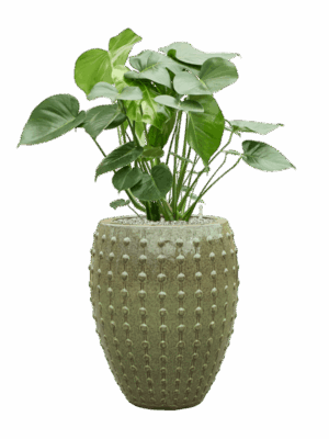 Monstera Deliciosa In Laos D 24 H 109 cm - PlantenShop24 - 27-05-2025