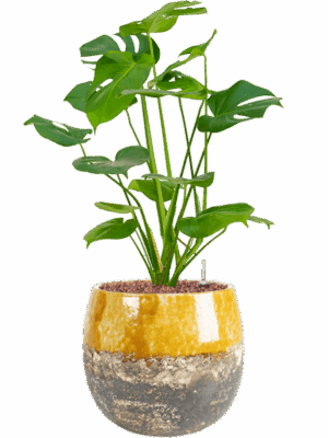 Monstera Deliciosa In Lindy D 15 H 54 cm - PlantenShop24 - 09-05-2025