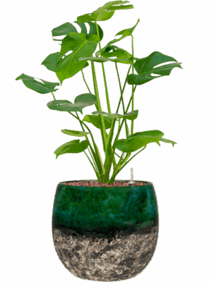 Monstera Deliciosa In Lindy D 15 H 55 cm - PlantenShop24 - 09-05-2025