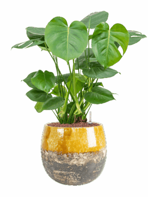 Monstera Deliciosa In Lindy D 22 H 67 cm - PlantenShop24 - 02-05-2025