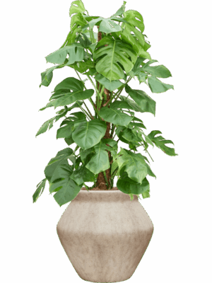 Monstera Deliciosa In Mineral D 22 H 135 cm - PlantenShop24 - 12-05-2025