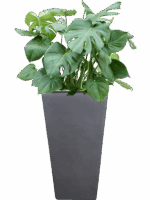 Monstera Deliciosa In Plain D 27 H 116 cm - PlantenShop24 - 27-05-2025