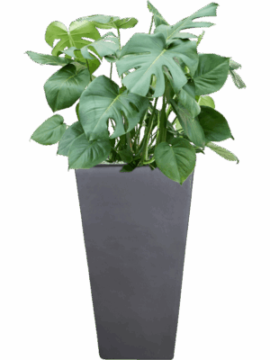 Monstera Deliciosa In Plain D 27 H 116 cm - PlantenShop24 - 27-05-2025